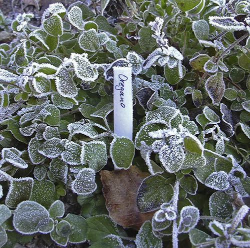 Oregano t�ler frost