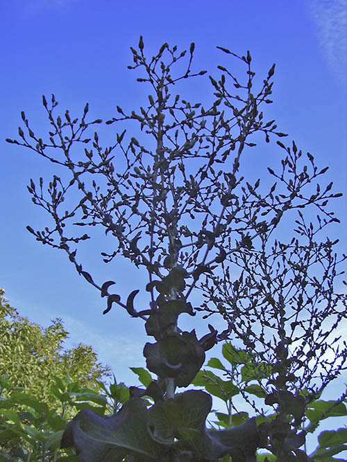 Salat der er g�et i stok