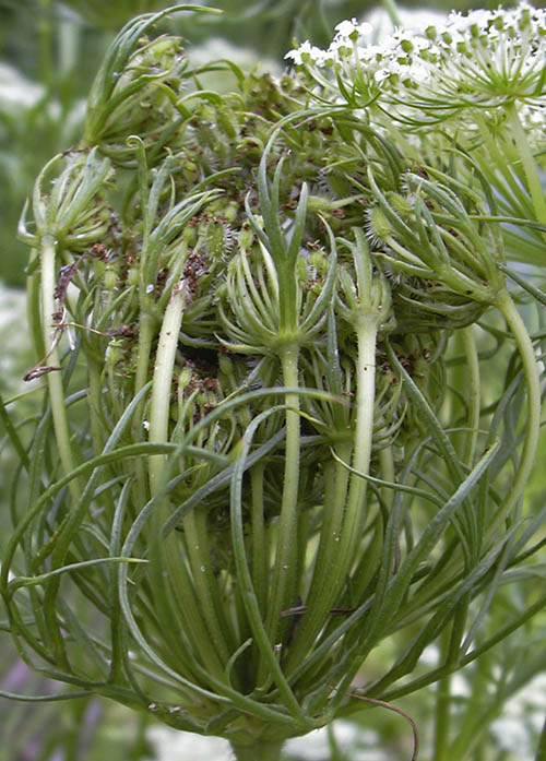 N�sten udviklede gulerodsfr�