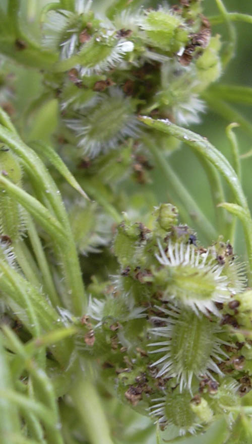 N�sten udviklede gulerodsfr�