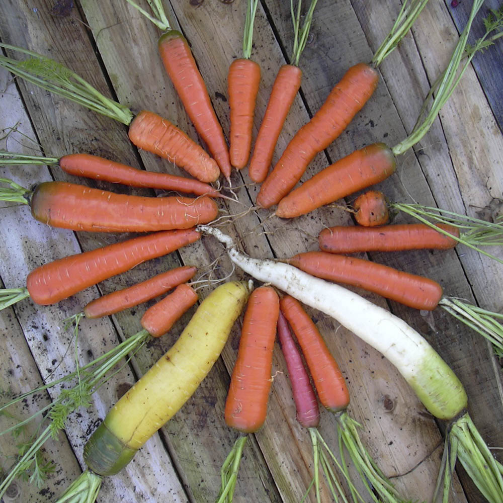 Mange forskellige guler�dder.