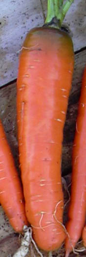 Gulerod, G�ante Rouge