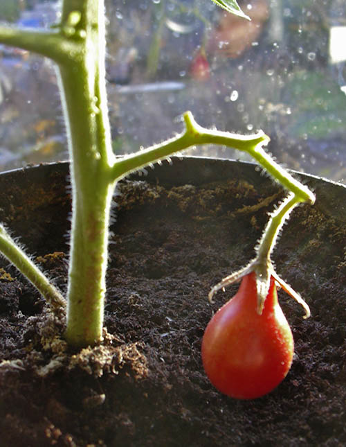 �rets f�rste tomat