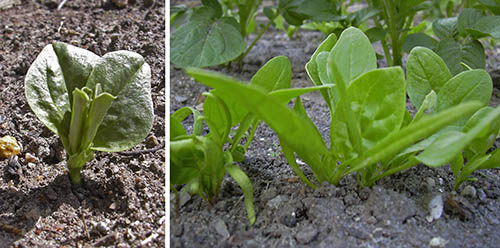 Hesteb�nner og spinat