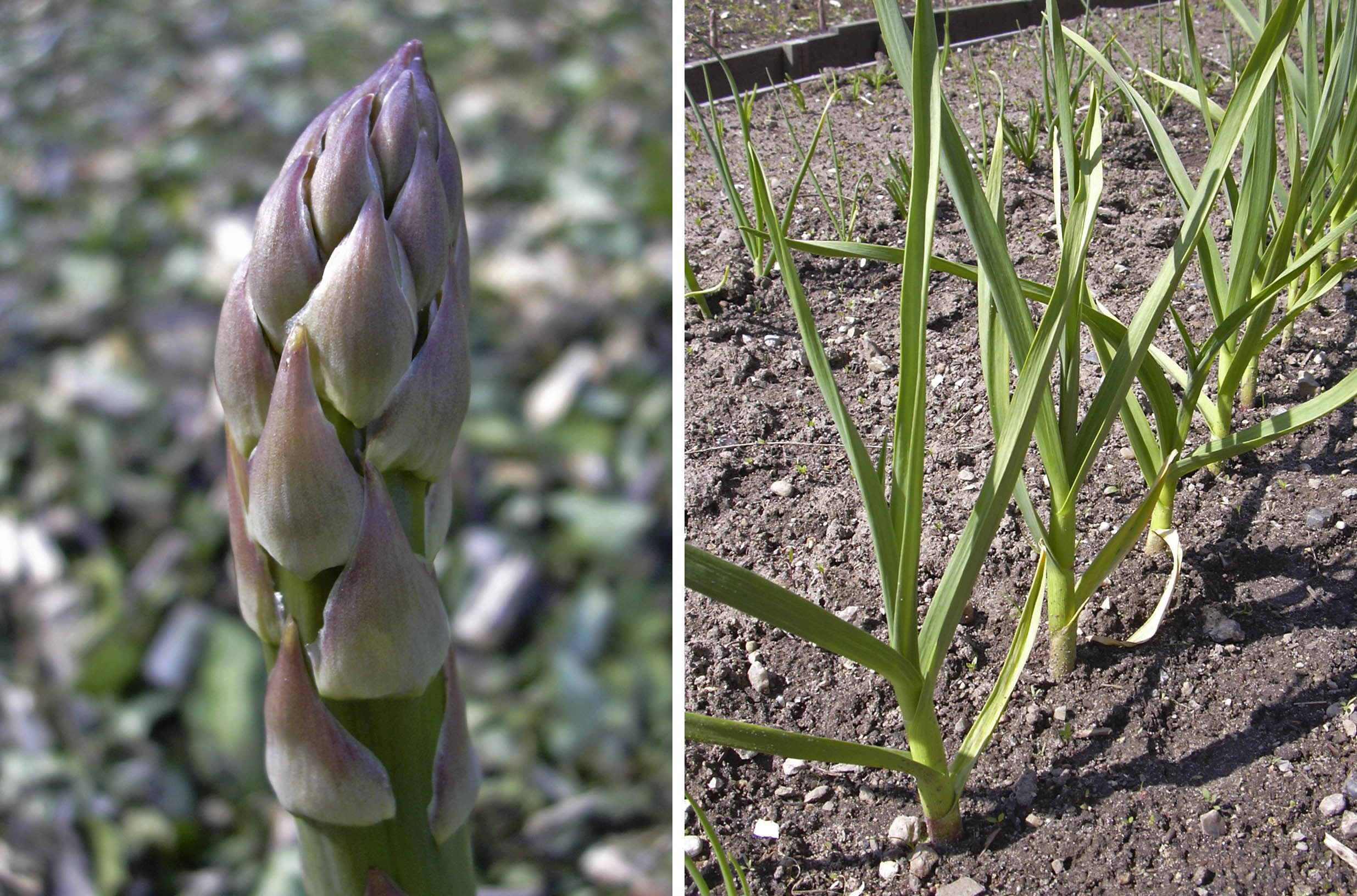 Asparges og hvidl�g