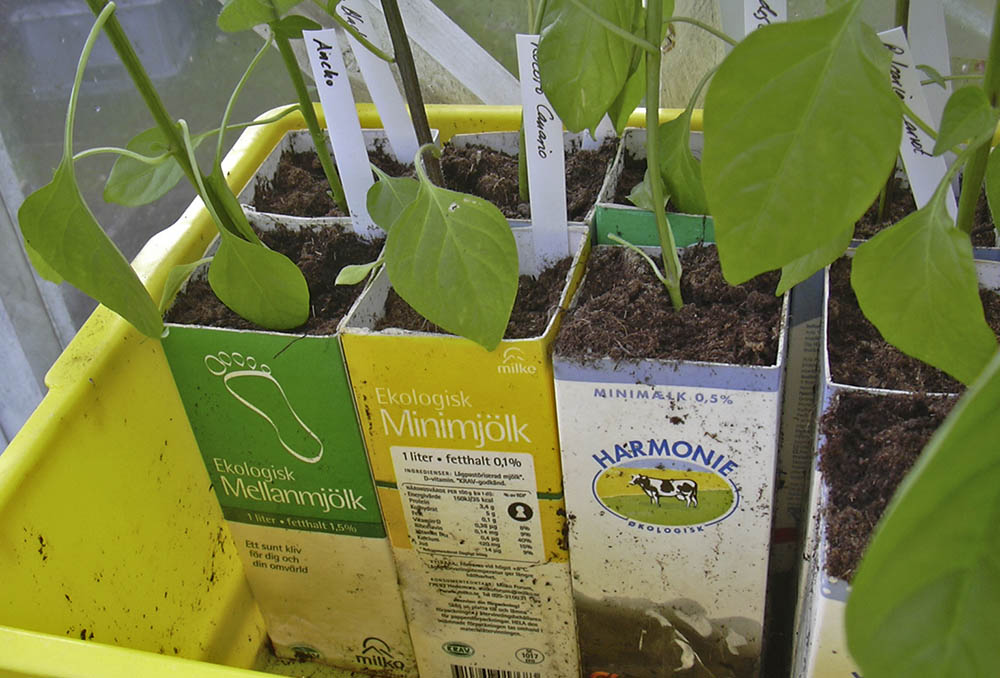Peber- og chiliplanter i m�lkekartoner