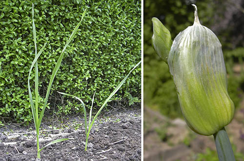 Babington porrel�g og etagel�g