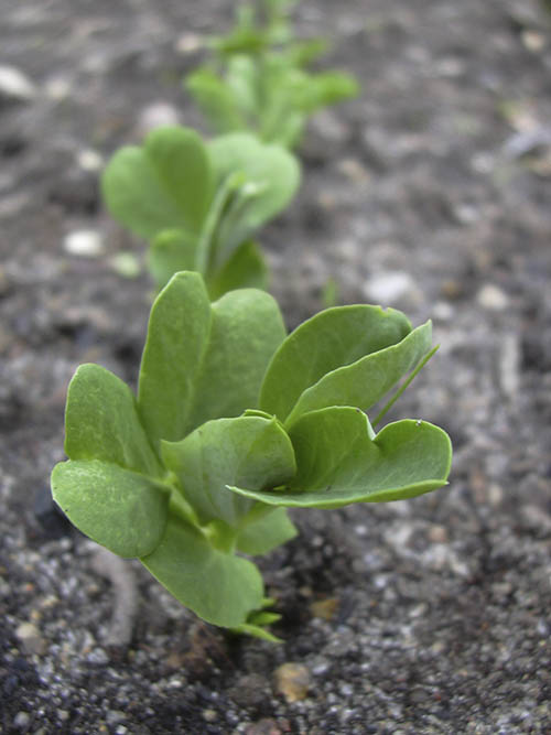 Sp�de �rteplanter