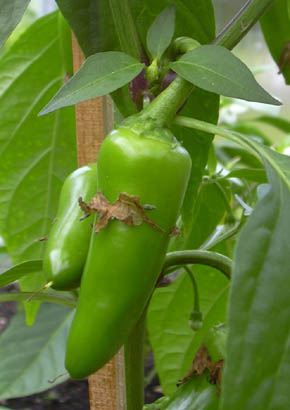 Chili Jalape�o