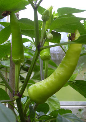 Chili Aj� Blanco Cristal