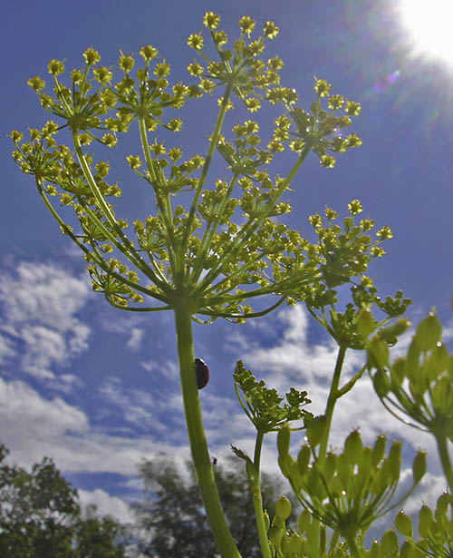 Marieh�ne i pastinak
