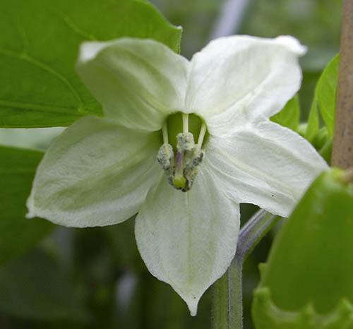 Aj� Blanco Cristal blomst