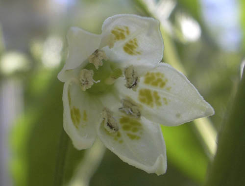 Aj� Amarillo blomst