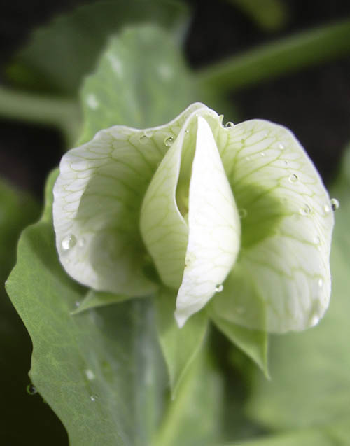 Blomst af �rt American Wonder