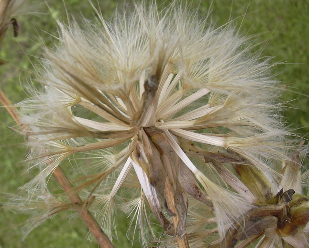 Skorzonerrod fr�stand.