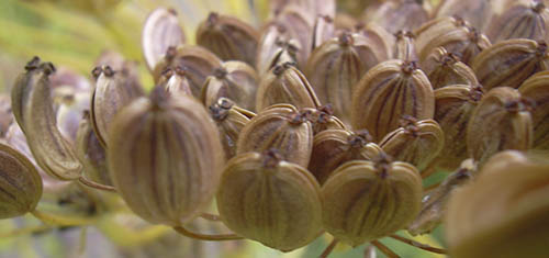 Moden pastinak fr�stand