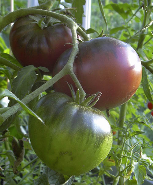 Tomat Black Krim