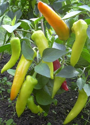 Chili Aj� Blanco Cristal