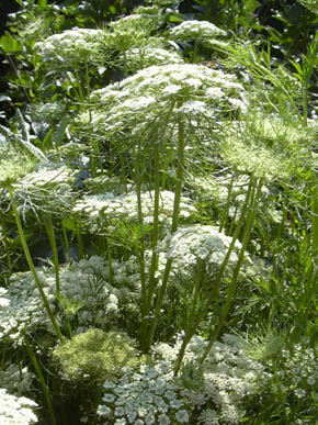 Guler�dder i blomst