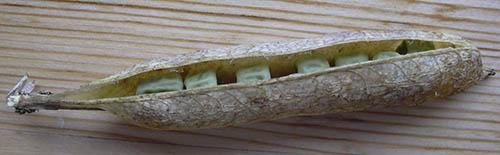 T�rret �rteb�lg