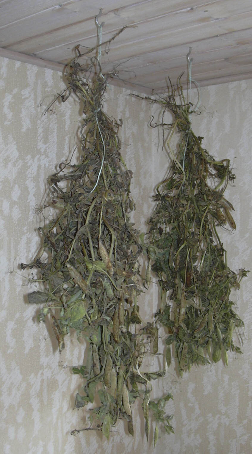 T�rring af �rter