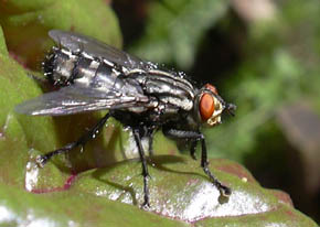 Flue p� bladbedeblad