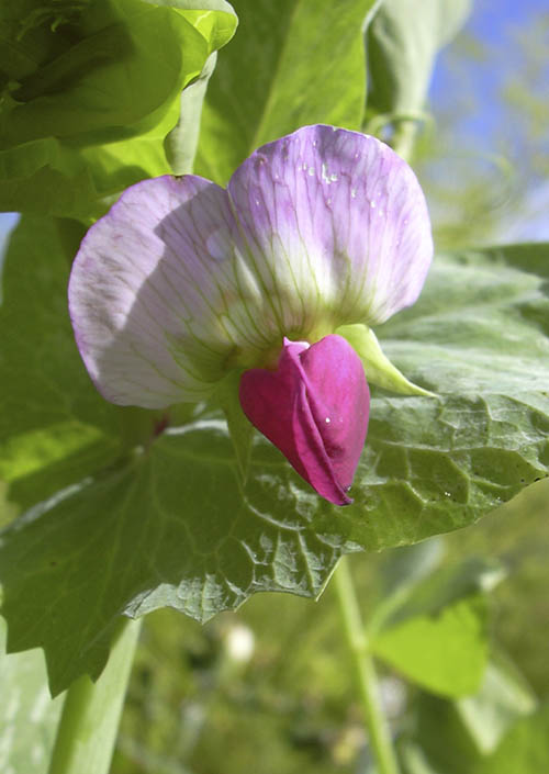 Mark�rt Carlin i blomst.