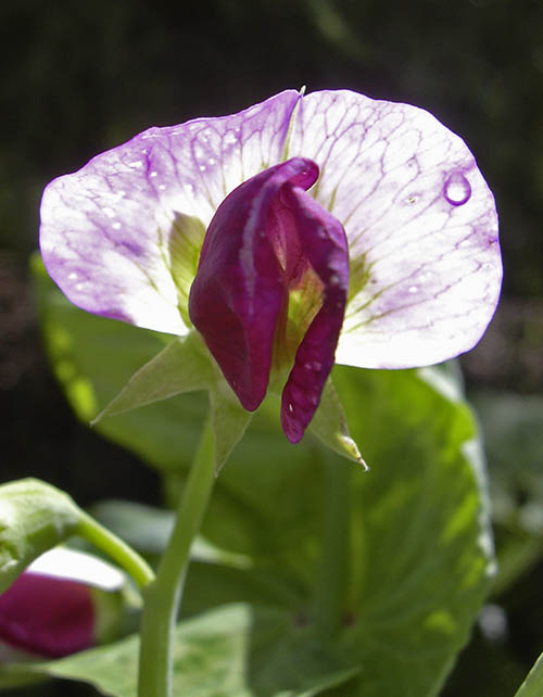 Mark�rt Carlin i blomst.