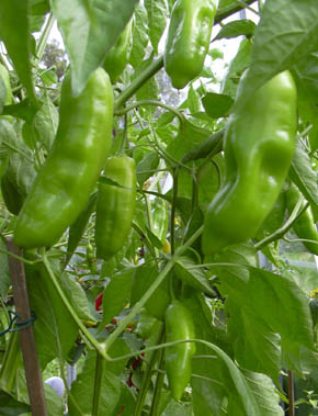 Chili Aj� Amarillo