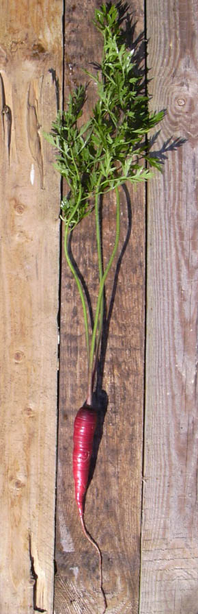 Gulerod, Purple Dragon