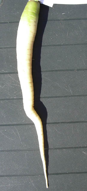 Gulerod, Belgisk Vit