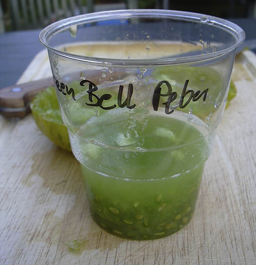 Tomatfr� s�ttes til g�ring