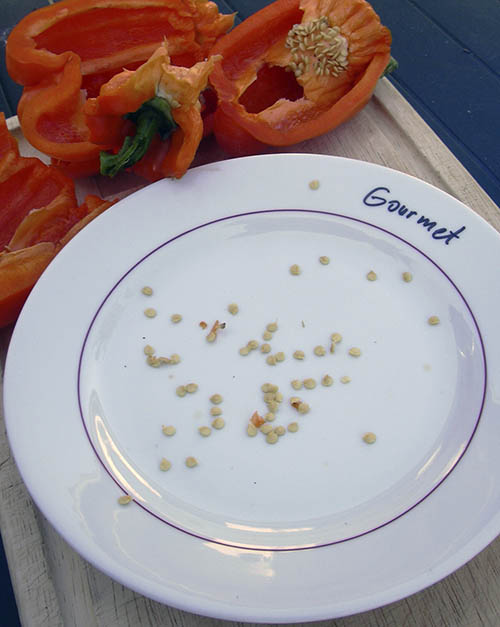 T�rring af peberfr�