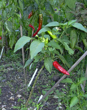Chili og peber p� friland