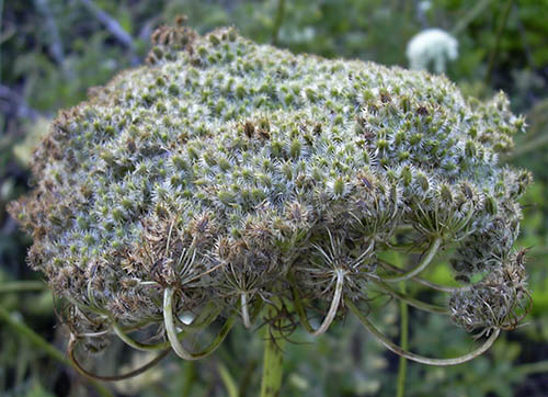 Fr�stand fra gulerod