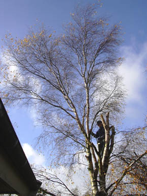 Morfar er ved at sk�re birketr�et ned.