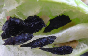 Achocha frugt med fr�.