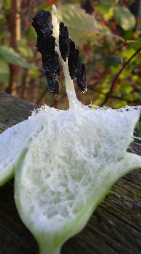 Achocha frugt med fr�