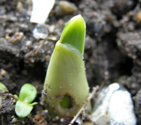 Babington porrel�g, Babingtons Leek.