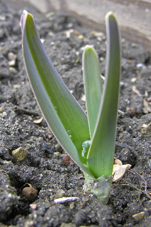 Babington porrel�g, Babingtons Leek