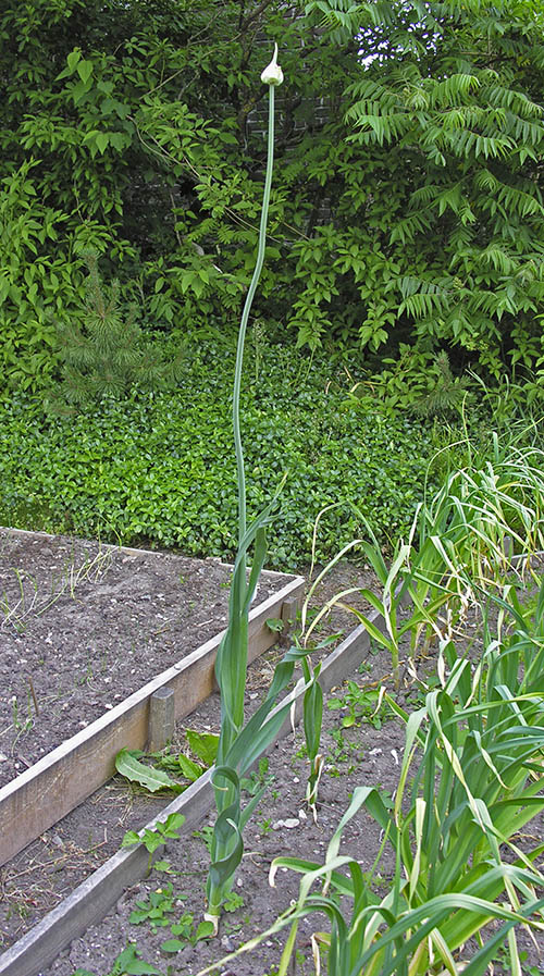 Babington porrel�g, Babingtons Leek