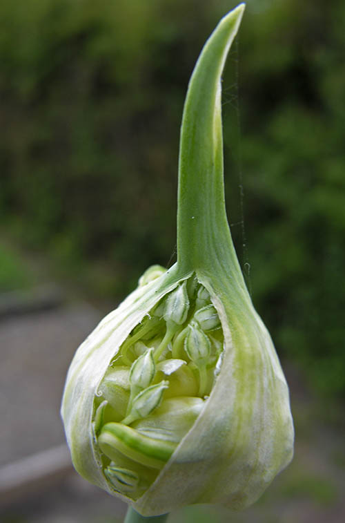 Babington porrel�g, Babingtons Leek