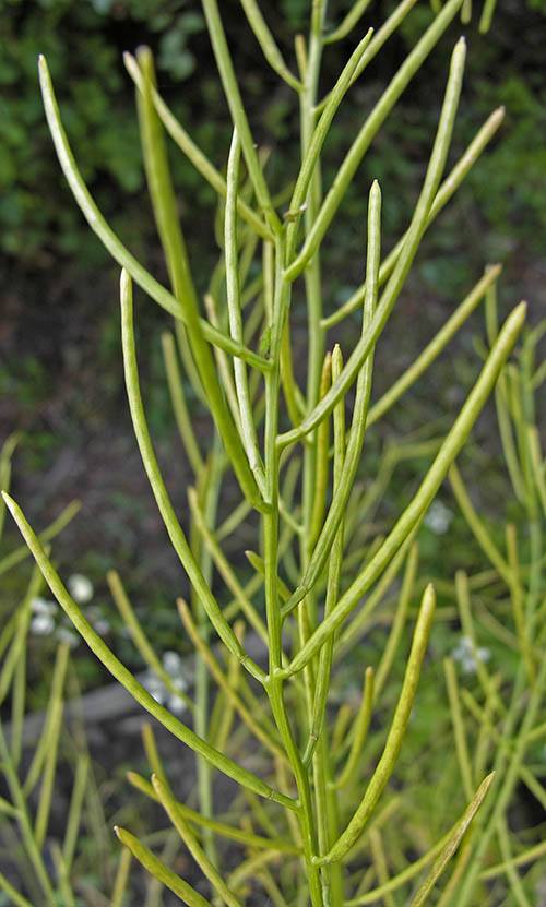 B�lge p� langskulpet vinterkarse