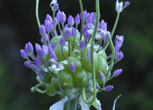 Babington porrel�g. Babingtons Leek