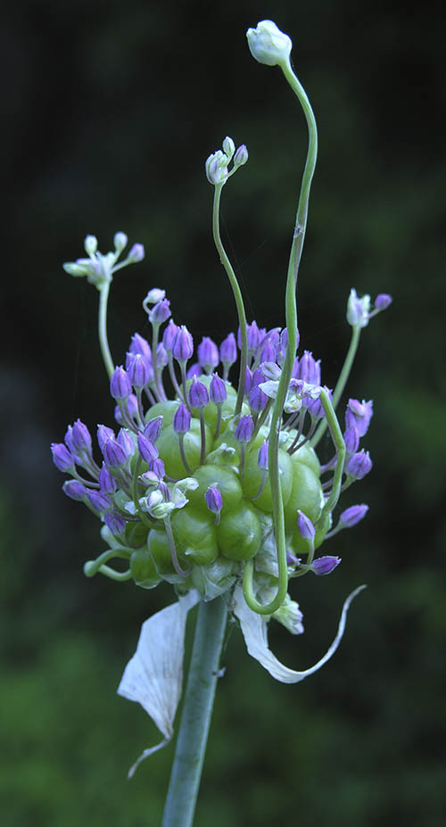 Yngleknopper i Babington porrel�g