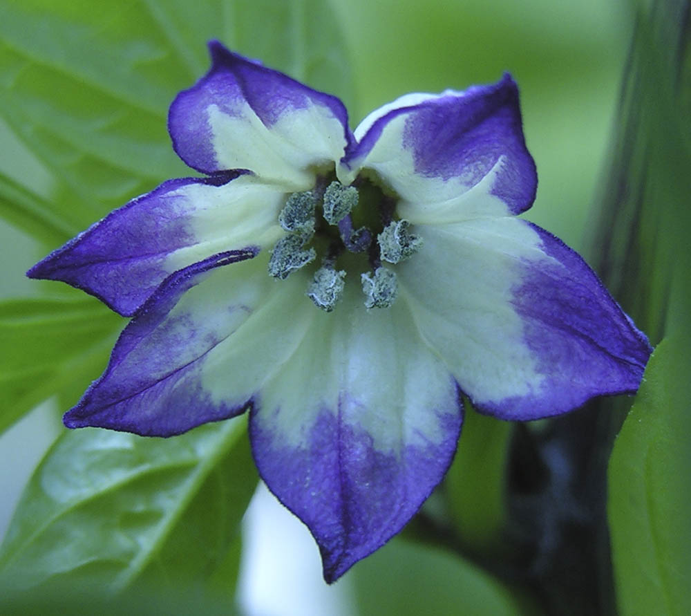 Purple Jalapa�o blomst