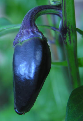 Chili Purple Jalapa�o