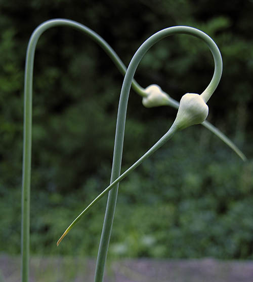 Hvidl�g Oregon Blue