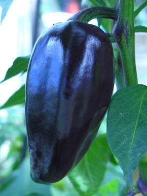 Chili Purple Jalapa�o
