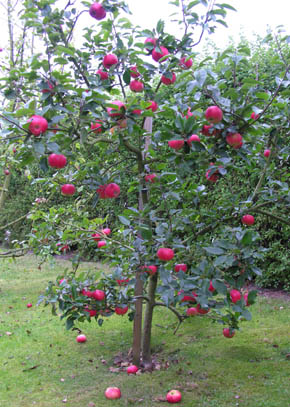 Discovery �bletr�